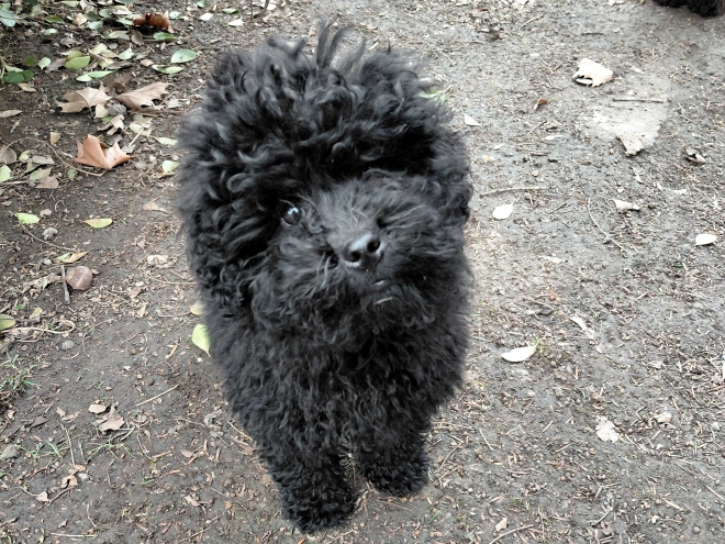 Puli puppy for sale